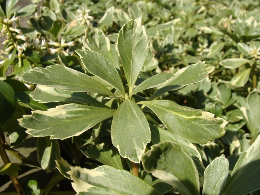 Runianka odmiany Variegata ma liście obrzeżone na biało.