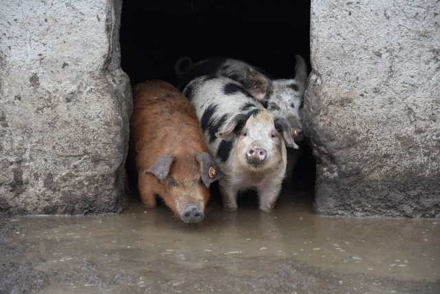 Tak wyglądają szczęśliwe świnie, ale nie każdy rolnik może im stworzyć takie warunki