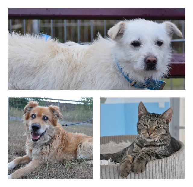 Bentley, Hipcio, Ryder i wiele innych zwierzaków czeka na kochające domy. Teraz są w Centrum Opieki nad Zwierzętami w Grudziądzu.  Może adoptować.