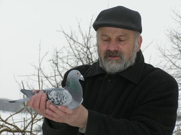 Tadeusz Ptak, prezes kieleckiego okręgu Polskiego Związku Hodowców Gołębi Pocztowych ma nadzieję, że silne, dobrze wytrenowane gołębie jeszcze dolecą do swoich właścicieli.