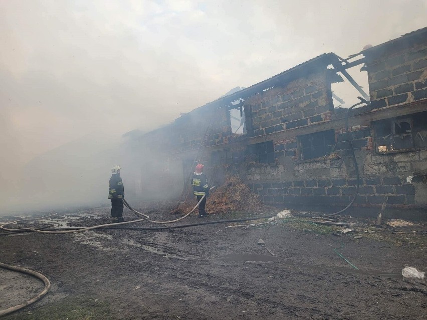 Pożar chlewni gasiło 11 zastępów strażackich z powiatu...