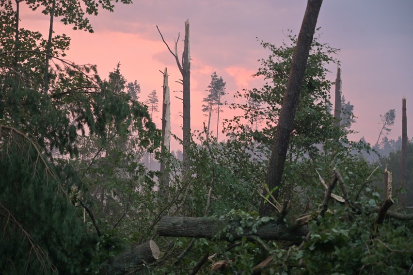 Wichura zniszczyła las w okolicy Tlenia i Osia w powiecie świeckim [zdjęcia z drona]