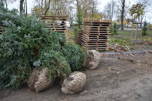 Park 700-lecia w Nakle po nawałnicy stał się prawie „łysy” stąd potrzeba nasadzenia nowych drzew i krzewów