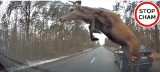 Stado jeleni przebiegło nad jadącym BMW. Jest nagranie wideo