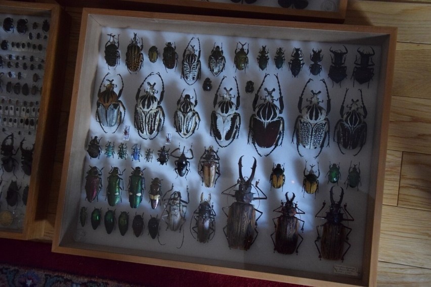 Entomolog z Bolszewa Marcin Skulski w swoich zbiorach posiada ok. 2,5 tys. gatunków chrząszczy. Niektóre z nich to prawdziwe siłacze