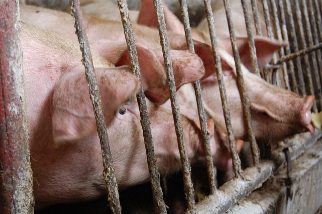 Europa odchodzi od produkcji wieprzowiny. Ma to związek ze zmniejszeniem opłacalności chowu i rozprzestrzenianiem się afrykańskiego pomoru świń