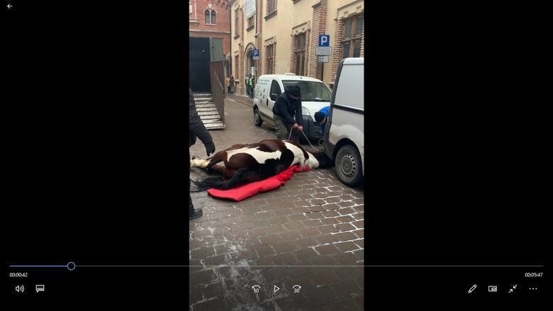 Koń padł na drodze w centrum Krakowa. Dorożkarz usłyszał zarzuty