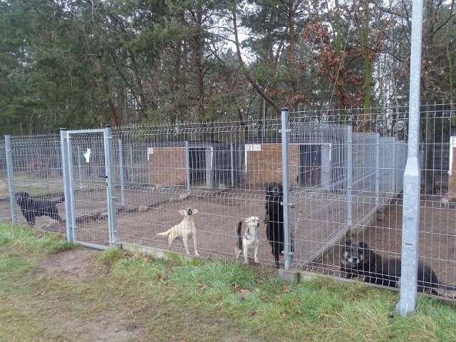 W schronisku "Kocham Psisko" w powiecie radomskim przebywają bezdomne zwierzęta z terenu gminy Zwoleń. Burmistrz zachęca do ich adopcji.