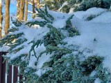 Śnieg chroni przed mrozem, ale łamie drzewa i krzewy. Sprawdź, jak zadbać o ogród