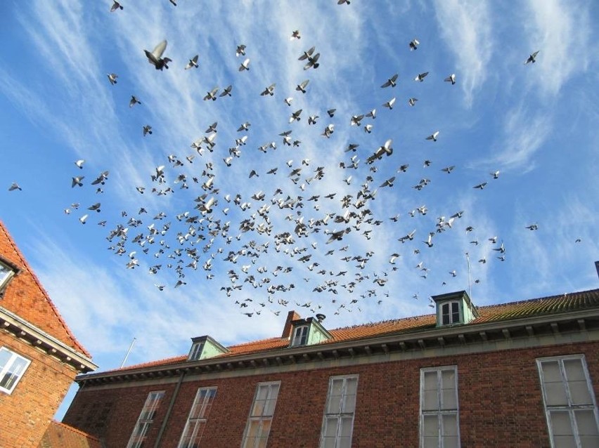 Proekologiczne ozwiązanie dużej ilości gołębi w mieście? Platformy lęgowe dla sokołów. Takie rozwiązanie zastosowano w Nowym Dworze Gdańskim