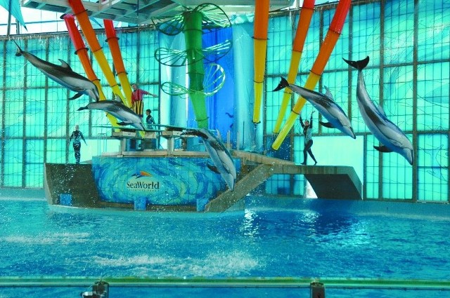 Tresowane amerykanskie delfiny w tancu synchronicznym skaczą lekko jak rosyjskie baletnice.