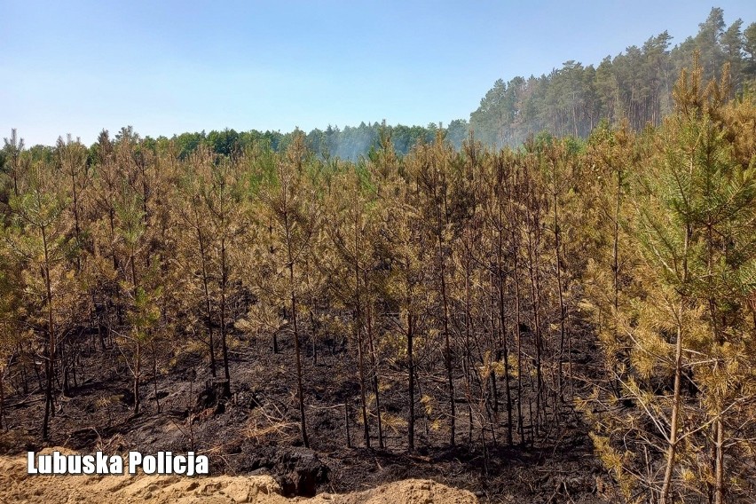 Pożar lasu w miejscowości Poźrzadło zdetonował 18 niewybuchów z II wojny światowej! 