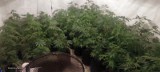 Z jednym z mieszkań w Zakopanem hodowali marihuanę. Namierzyli ich policjanci