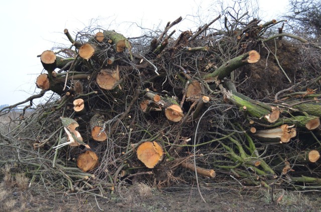 Sterty wyciętych krzaków i konarów drzew były ułożone przy polach dzierżawcy