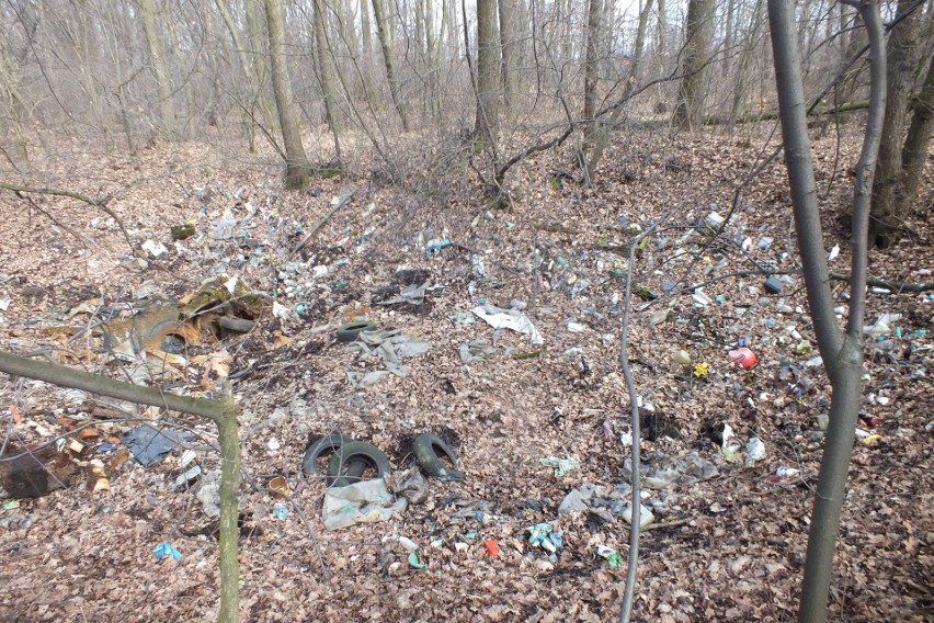 Dzikie wysypiska śmieci w lasach to nadal powszechny problem
