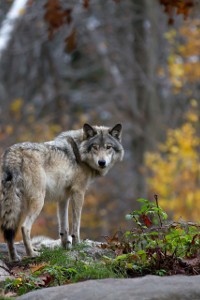 Spotkanie z wilkiem w lesie. Jak należy się zachować? Sprawdź kilka wskazówek