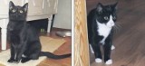 Dwa koty: Klara i Mercedes potrzebują pilnie domu
