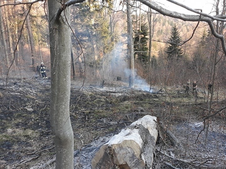 Płoną podkarpackie lasy. Już 12 pożarów tej wiosny. Jest bardzo sucho [ZDJĘCIA]