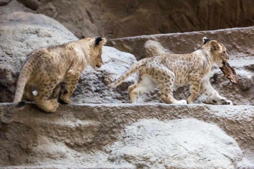 Międzynarodowy Dzień Lwa w gdańskim ZOO już w najbliższy piątek 10 sierpnia. Jakie atrakcje czekają?