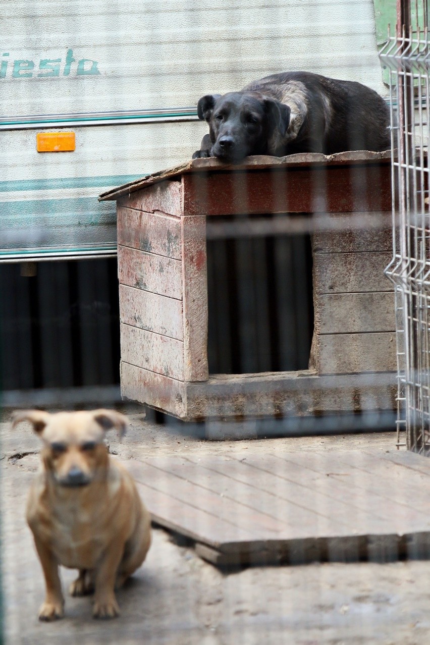 Psy z schroniska w Krzesimowie czekają z niecierpliwością na...