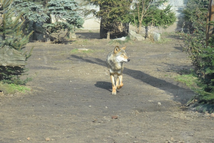 Zoo zbuduje nowy wybieg dla wilków za 2 mln złotych. Planuje też wielką rozbudowę [WIZUALIZACJE]