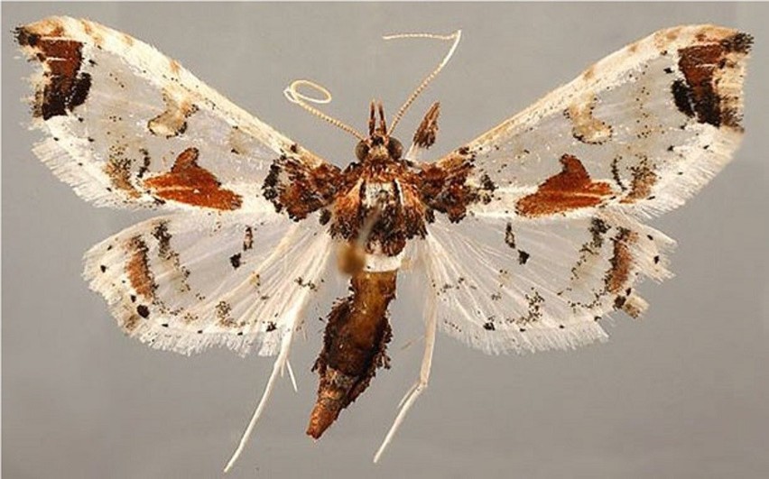 Neoleucinoides elegantalis - motyl z Ameryki Południowej...