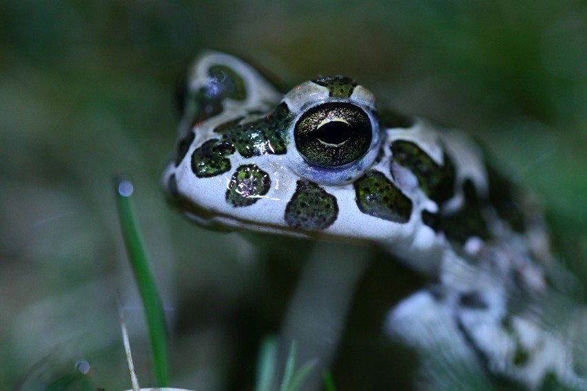 Katedra Zoologii Uniwersytetu Przyrodniczego w Poznaniu...