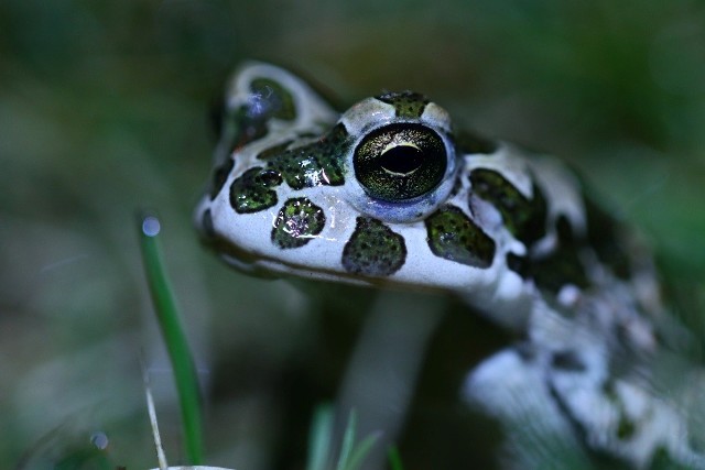 Katedra Zoologii Uniwersytetu Przyrodniczego w Poznaniu zaprasza na koncerty wybitnych klasycznych śpiewaków - ropuch zielonychJak wygląda szczepienie przeciw COVID-19? Co trzeba wiedzieć?