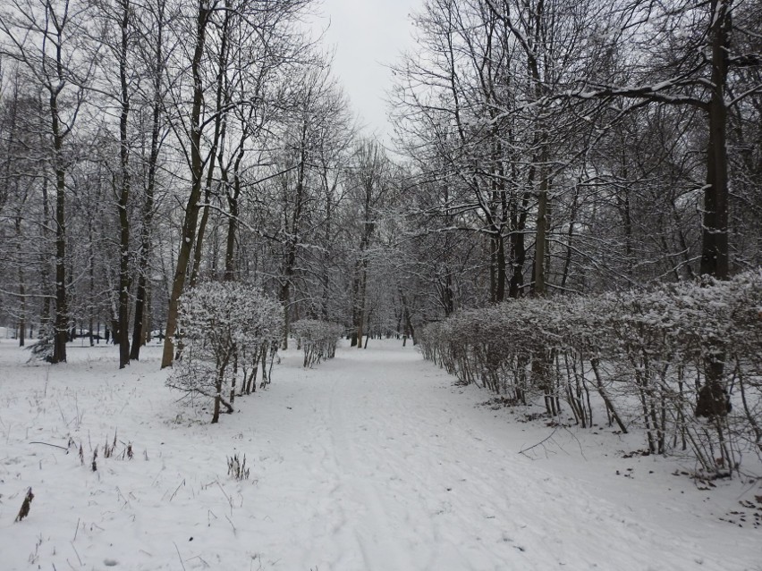Zimą w Parku Śląskim można zobaczyć wiele gatunków ptaków