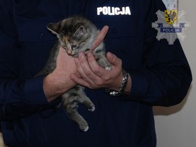 Policja z Człuchowa odzyskali skradzioną kotkę.