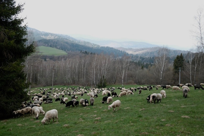 W Bieszczadach trwa wiosenny redyk, czyli wypas owiec....