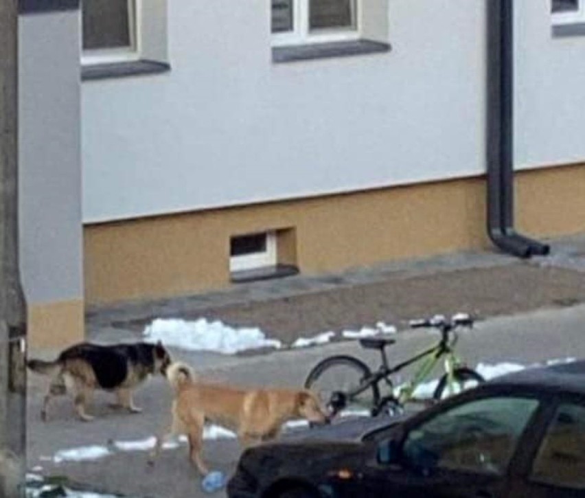 We Włodawie po ulicach biegały luzem duże, agresywne psy. Właścicieli ukarano mandatami