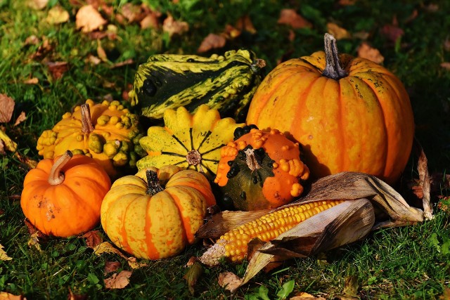 Chociaż dziś dynia kojarzy nam się głównie z halloween, jeszcze do niedawna owoce tej rośliny, przetwarzane w rozmaity sposób, znajdowały się regularnie na wielu polskich stołach. Zdrowe i smaczne na pewno powinny się znaleźć w naszym menu. Prócz tego, te dekoracyjne, mogą być wspaniałą ozdobą naszych domów. Co warto wiedzieć o dyni? Co możesz z niej przyrządzić w swojej kuchni?  Sprawdź!--------->