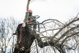 Wycinka drzew na Rokosowie? Wszystko zgodnie z prawem 