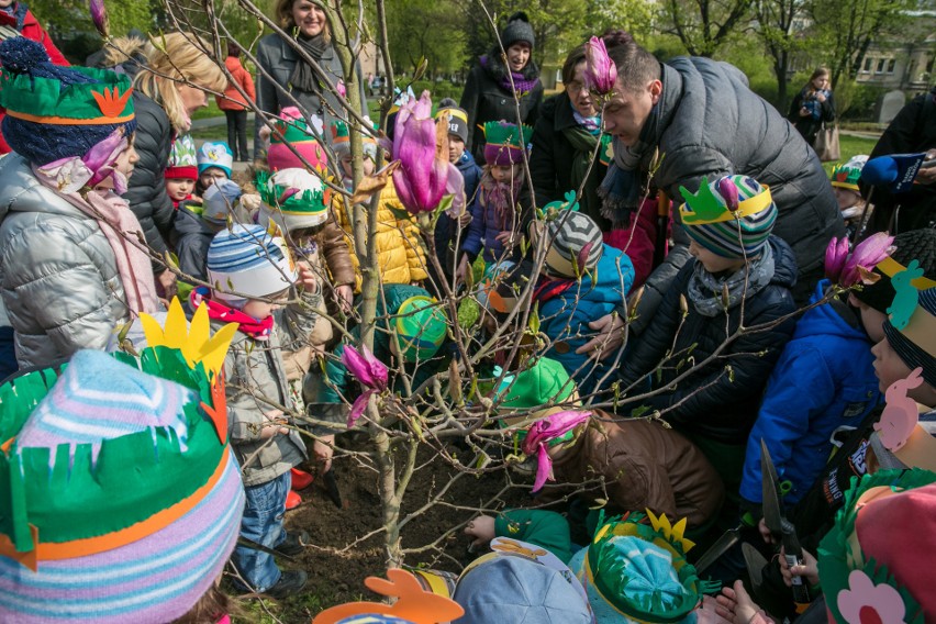 Magnolie pojawiły się przy Grottgera [ZDJĘCIA]