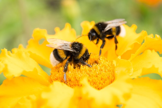 Pszczoła często jest mylona z osą, przez co jest traktowana jako niebezpieczny i szkodliwy owad. Pamiętajmy jednak, że pszczoły są bardzo pożyteczne, bo zapylają rośliny i dają miód.