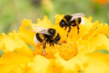 Pszczoły to pożyteczne i najbardziej pracowite owady. Poznaj niezwykłe sekrety pszczół