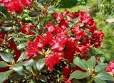 Ten rododendron jest idealny do małego ogrodu. Wcześnie zakwita i zmieści się wszędzie. Polecamy różanecznik rozesłany. Uprawa rododendronu