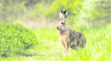 Panowie to wojownicy. Sami ostro skaczą sobie do oczu, to potrafią także przyłożyć samicy