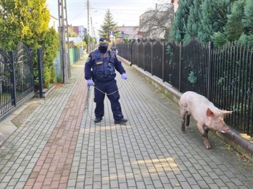 Świnia spacerowała po ulicach Wejherowa. Niechcący doniosła w ten sposób na właściciela, bo się wydało, że pochodziła z nielegalnej hodowli