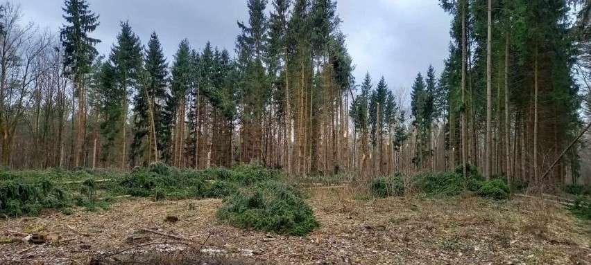 Wichura spustoszyła lasy. Nadleśnictwo Ostrołęka szacuje straty i apeluje o ostrożność. 22.02.2022