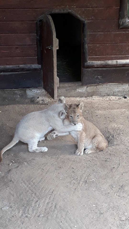 W Wojciechowskim zoo urodziły się dwa lwy. Jeden jest biały