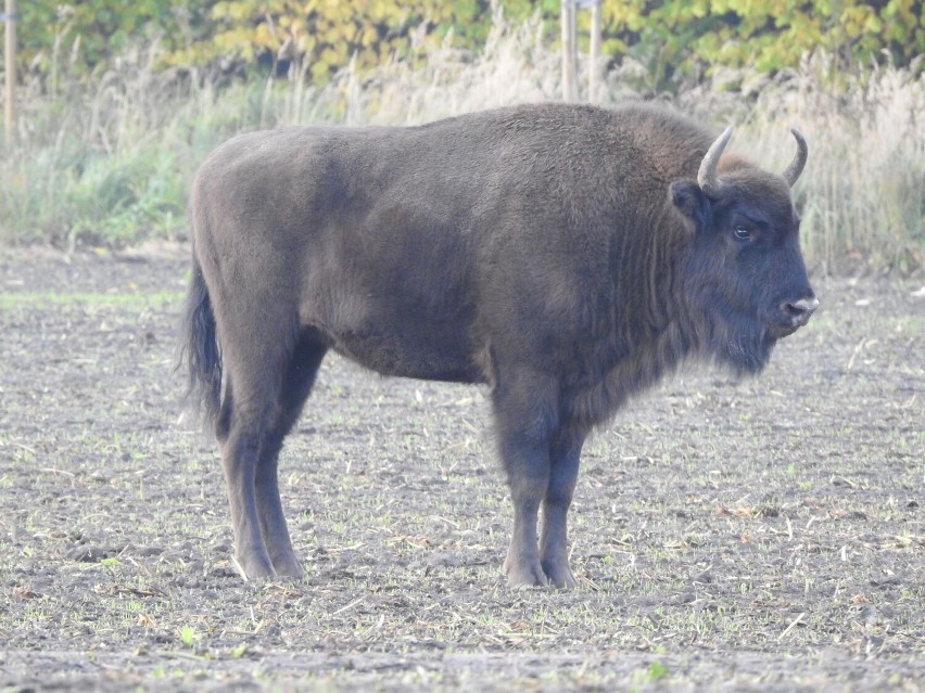 Jak się jednak okazuje żubry w okolicy powiatu...