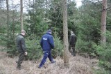 Ponad 50 choinek skradziono z lasu w Gierałtowicach. Dziś mogą być w sprzedaży. Apel policji