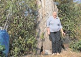 Działkowcy pomogą emerytce ściąć drzewo. W końcu