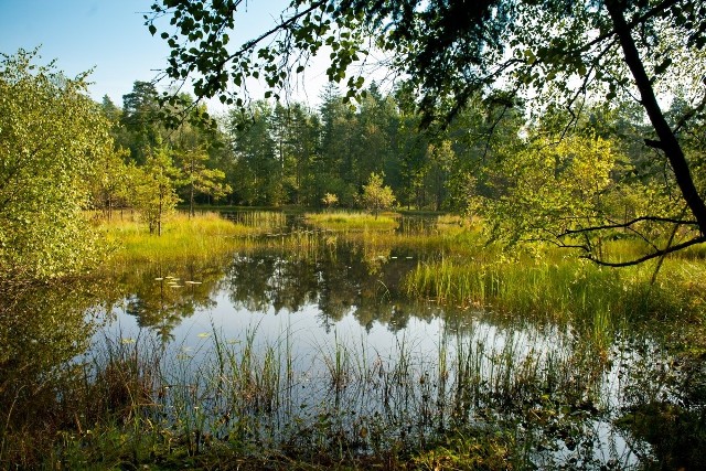 Ścieżka o nazwie Uroczysko ma długość czterech kilometrów. Potrzebny czas do przejścia: 1,5 godziny.