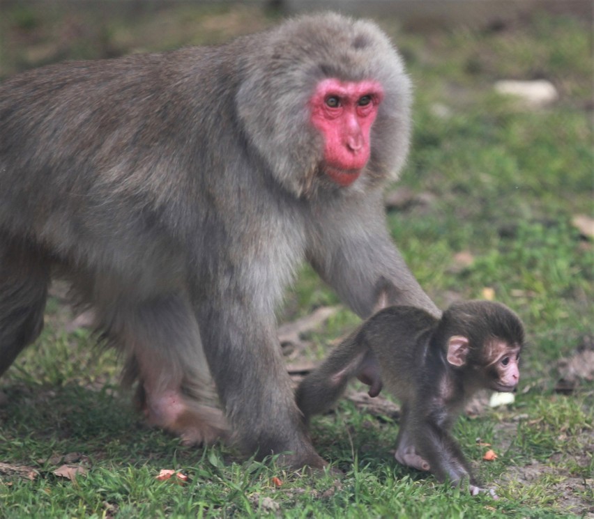 Wielki Baby Boom w Zoo "Leśne Zacisze" w Lisowie. Rodzą się piękne maluchy. Zobaczcie zdjęcia