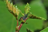 Jak pozbyć się mrówek z doniczki? Jak wykurzyć owady z kwiatów balkonowych i nie zabić roślin? Najlepszy domowy sposób na mrówki