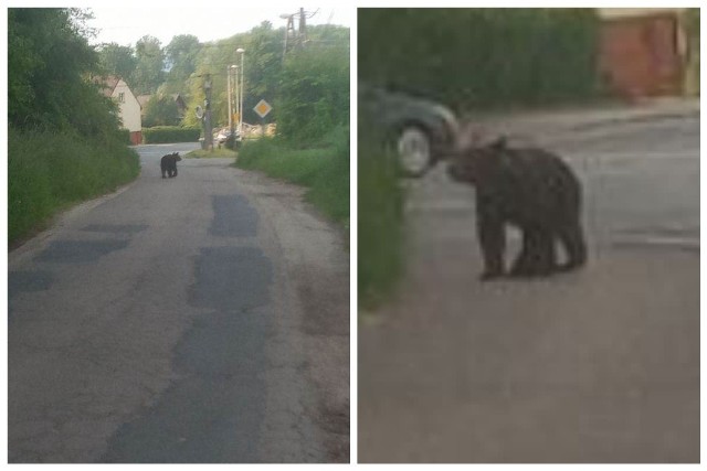 Pani Agnieszka spotkała misia na ul. Leśnej w Nowym Sączu.  Wcześniej był widziany na ul. Lwowskiej, czy to niedźwiedź z lasów Nadleśnictwa Nawojowa?