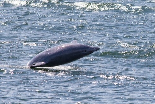 Delfiny w Zatoce Gdańskiej.